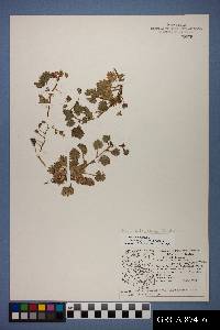 Phacelia laxiflora image
